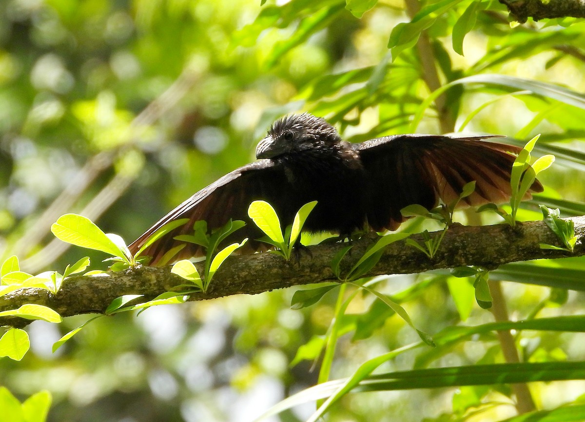 Groove-billed Ani - ML620281645