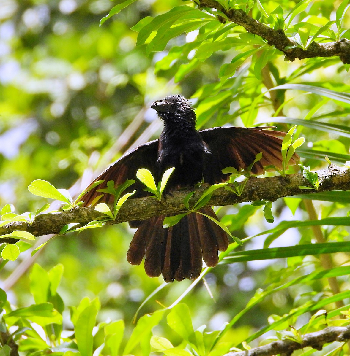 Groove-billed Ani - ML620281647