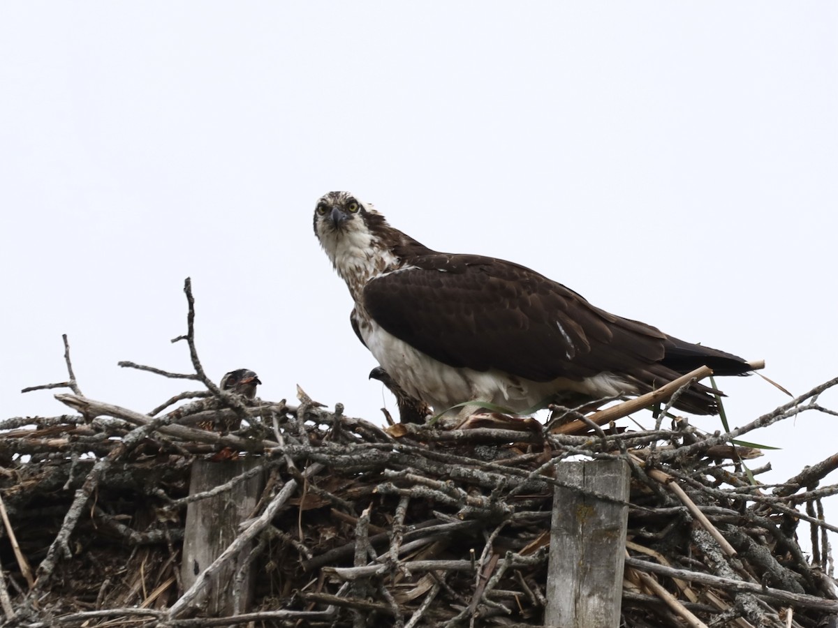 Osprey - ML620281649