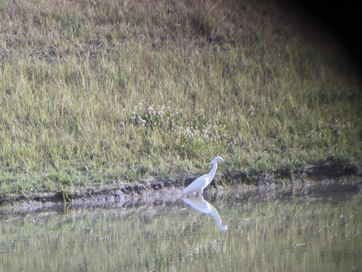 Snowy Egret - ML620281650