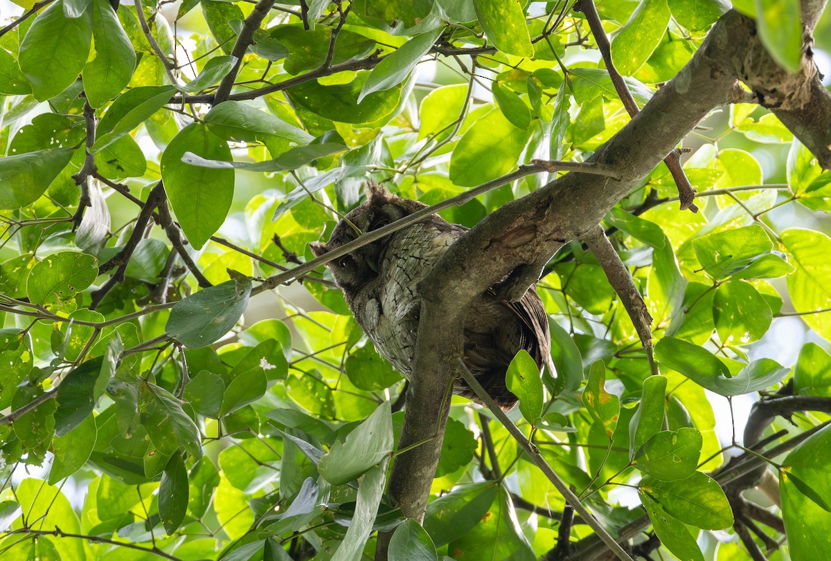 Tropical Screech-Owl - ML620281651