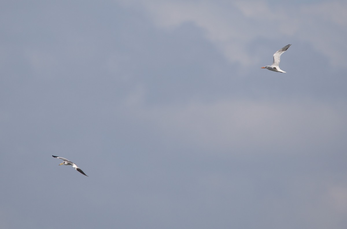 Large-billed Tern - ML620281655