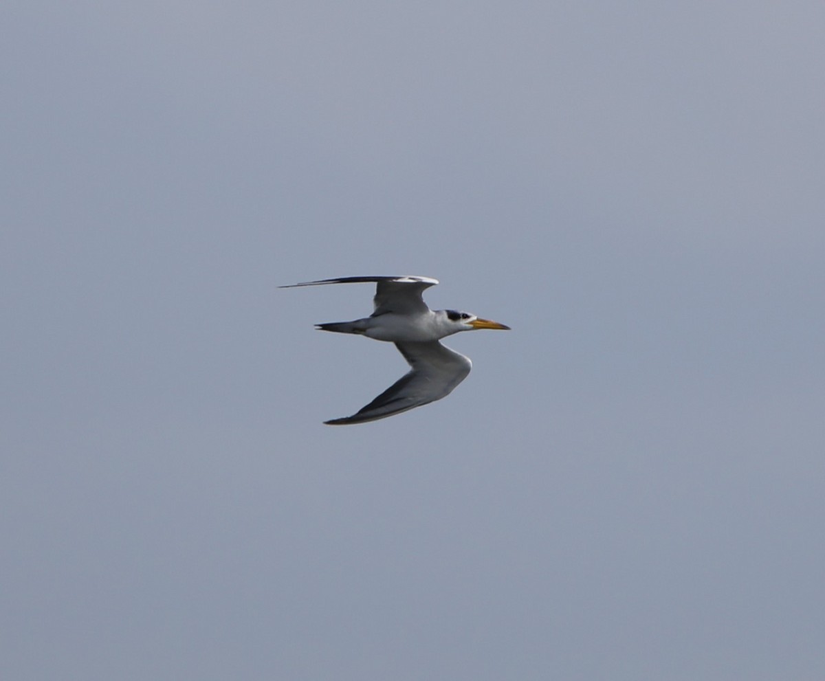 Large-billed Tern - ML620281656