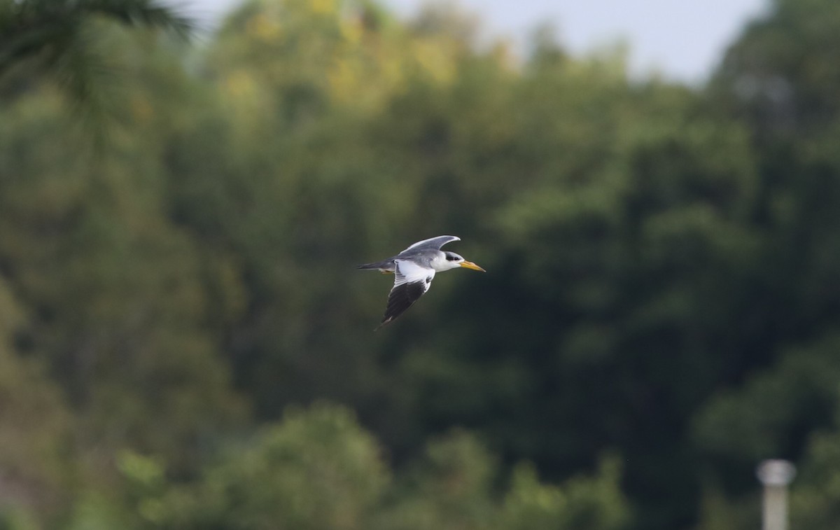 Large-billed Tern - ML620281658