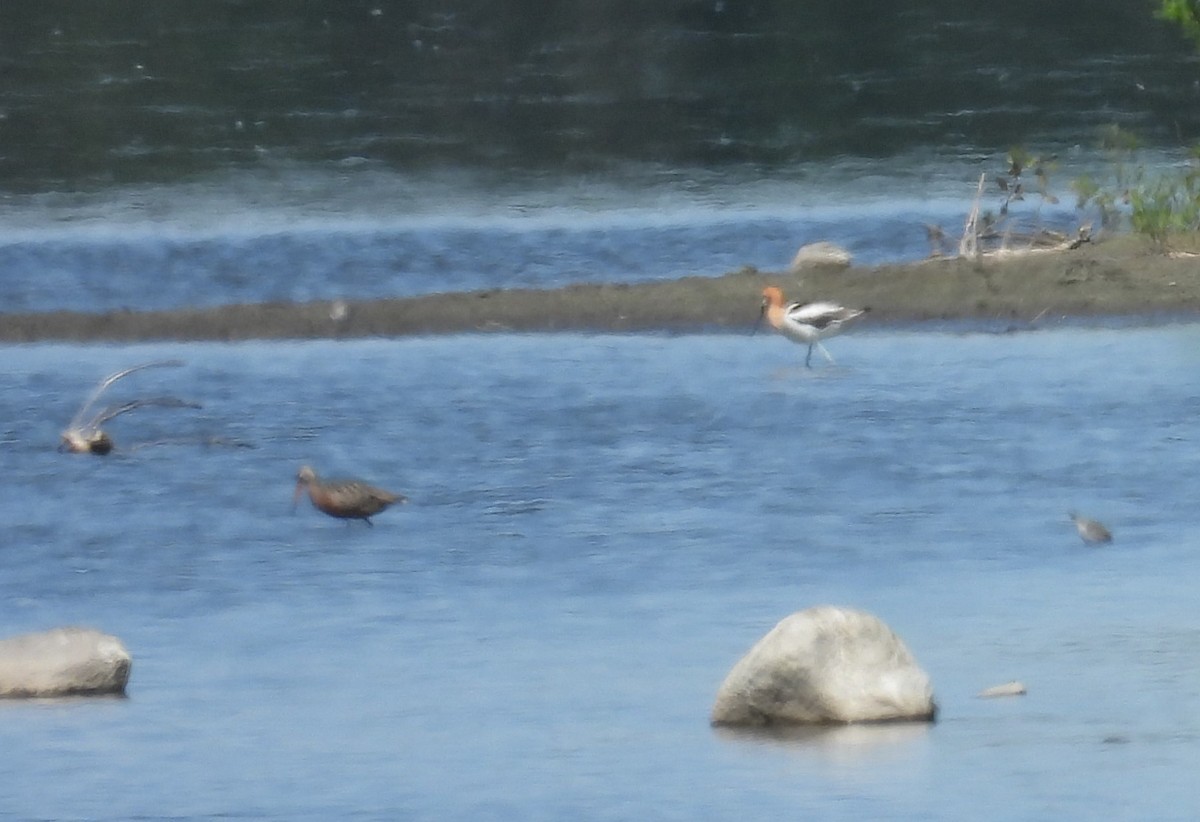 Hudsonian Godwit - ML620281663