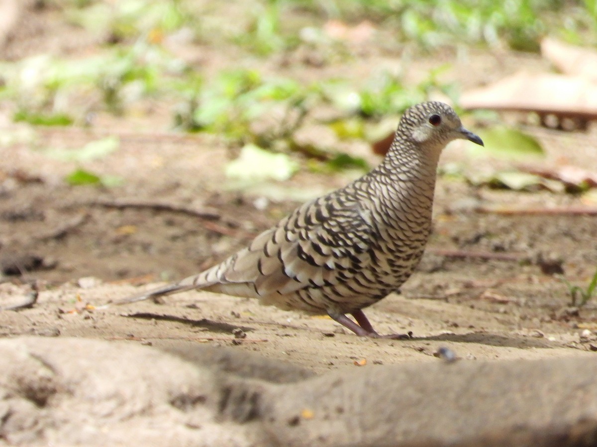 Scaled Dove - ML620281665