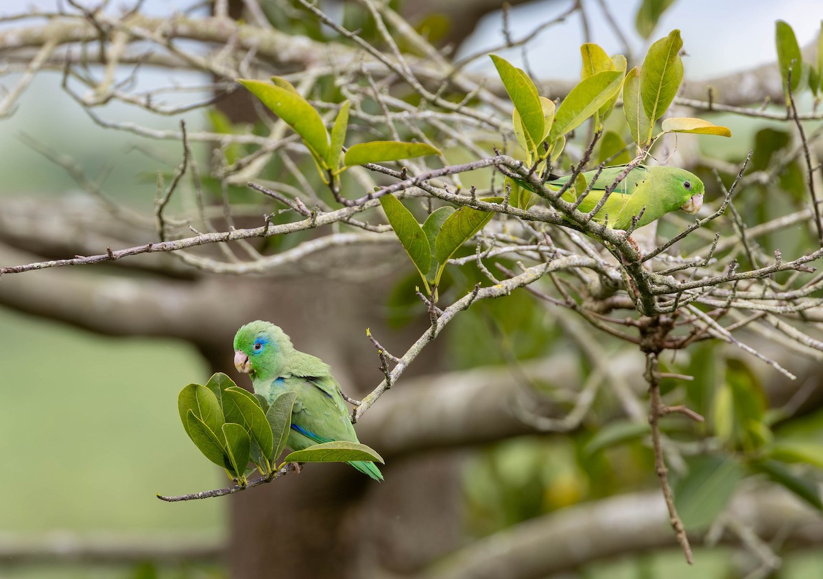 Spectacled Parrotlet - ML620281668