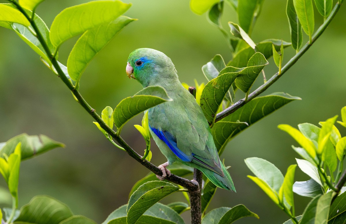 Spectacled Parrotlet - ML620281669