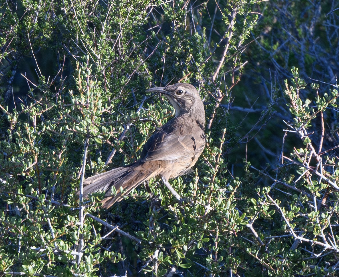 California Thrasher - ML620281672