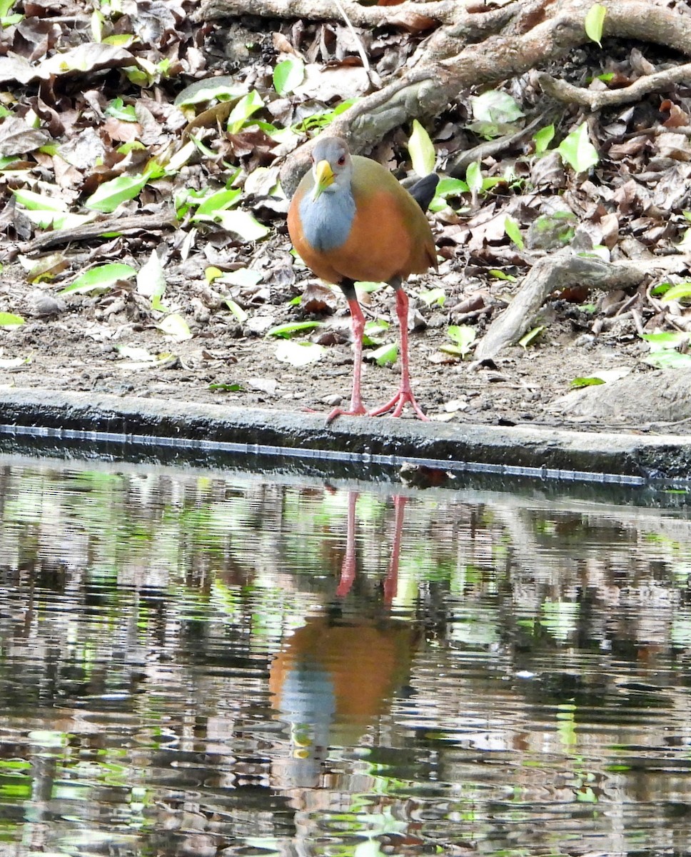 Gray-cowled Wood-Rail - ML620281674