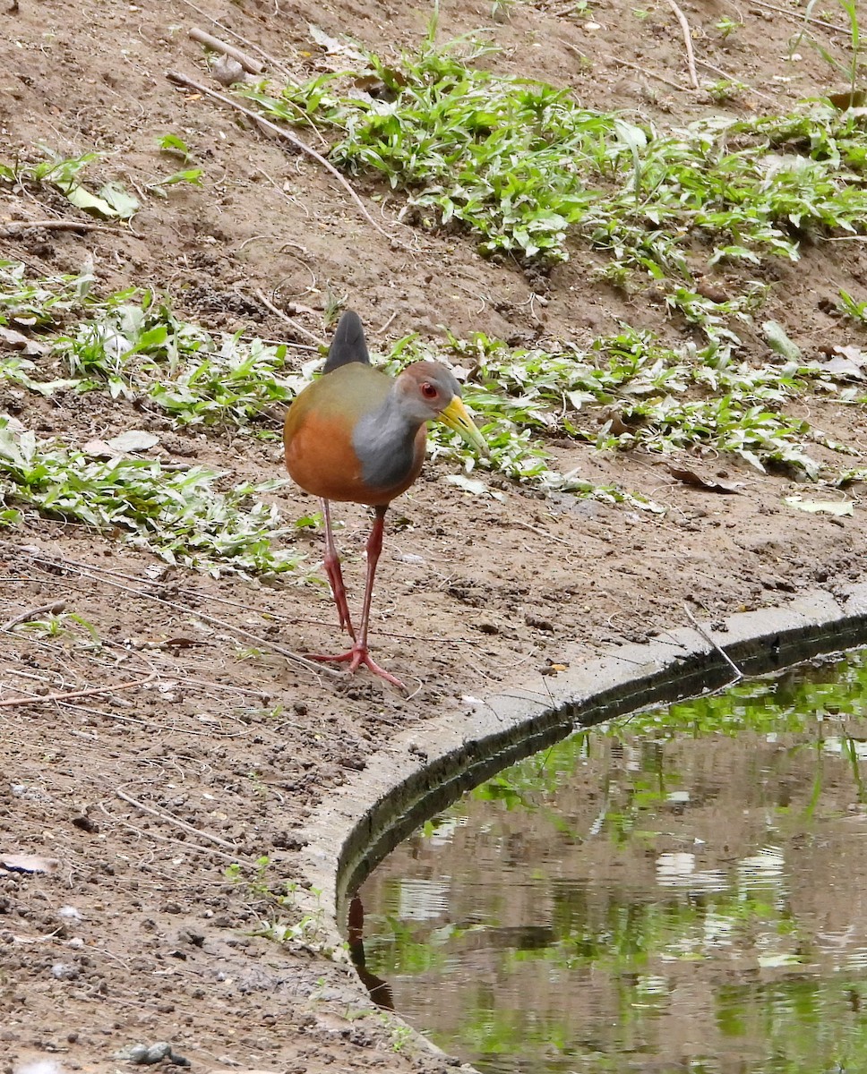 Gray-cowled Wood-Rail - ML620281675