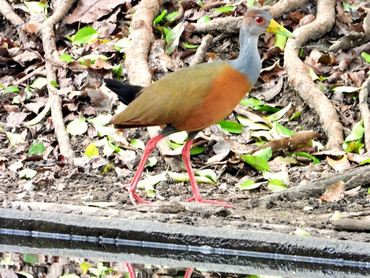 Gray-cowled Wood-Rail - ML620281676