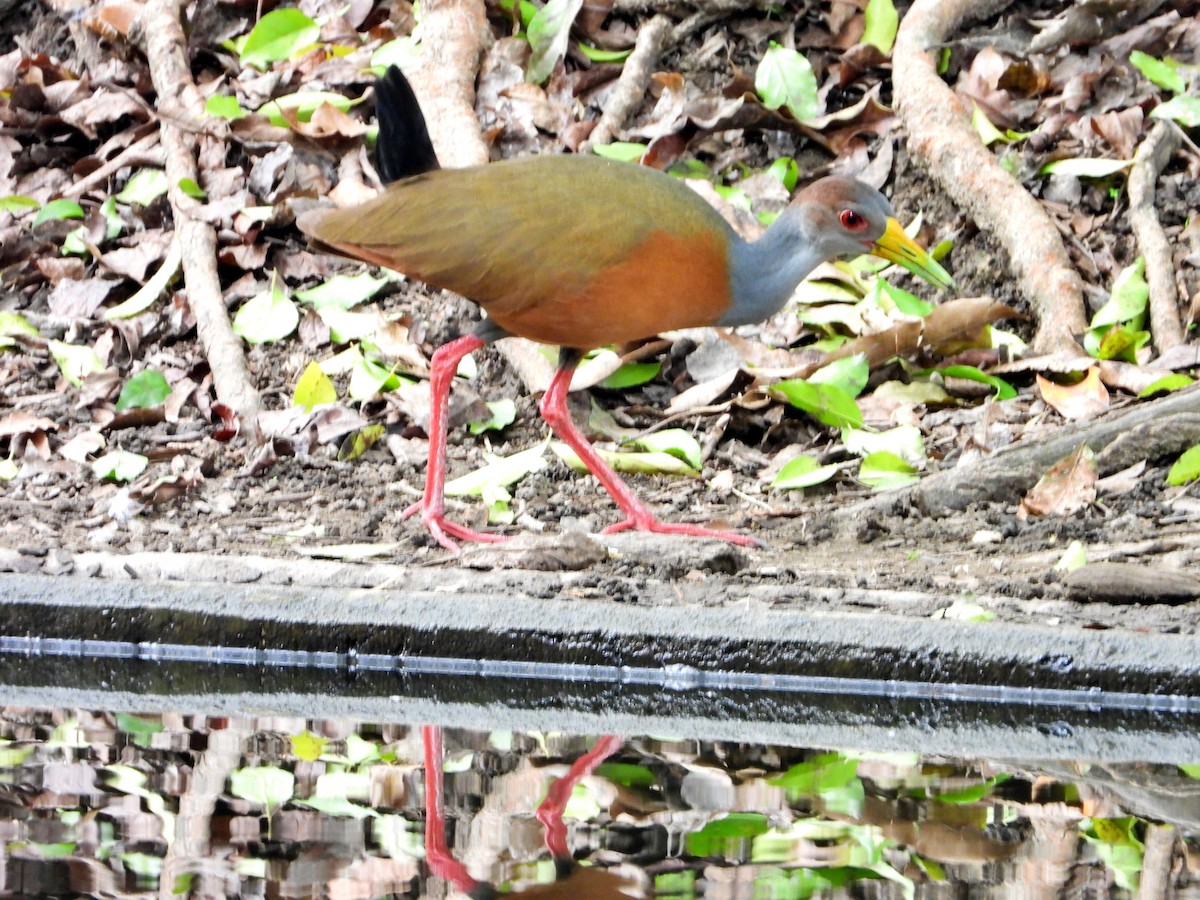 Gray-cowled Wood-Rail - ML620281677