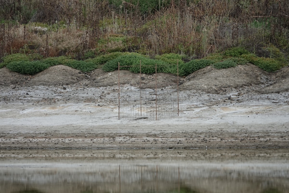 Snowy Plover - ML620281679