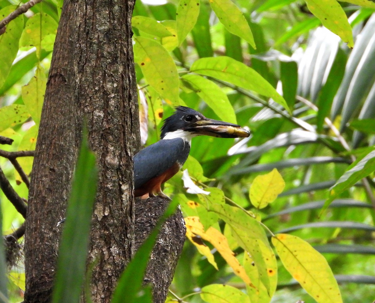 Ringed Kingfisher - ML620281689