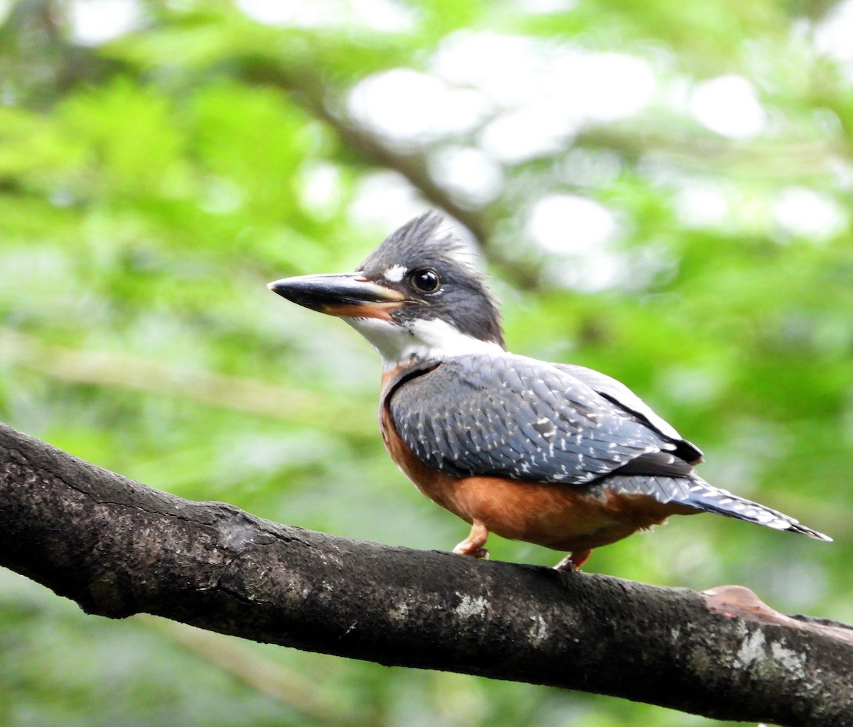 Ringed Kingfisher - ML620281690