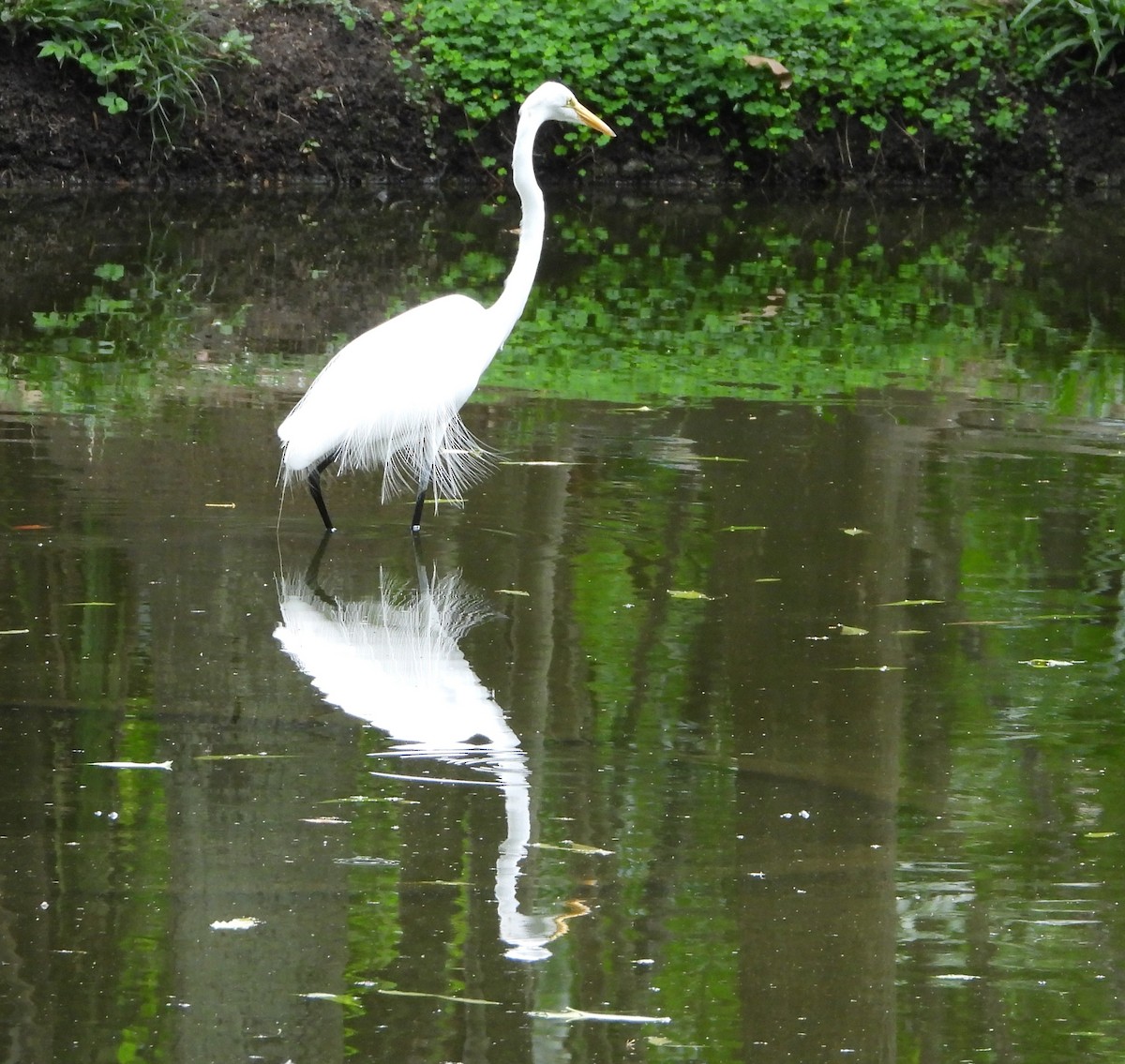 Great Egret - ML620281700