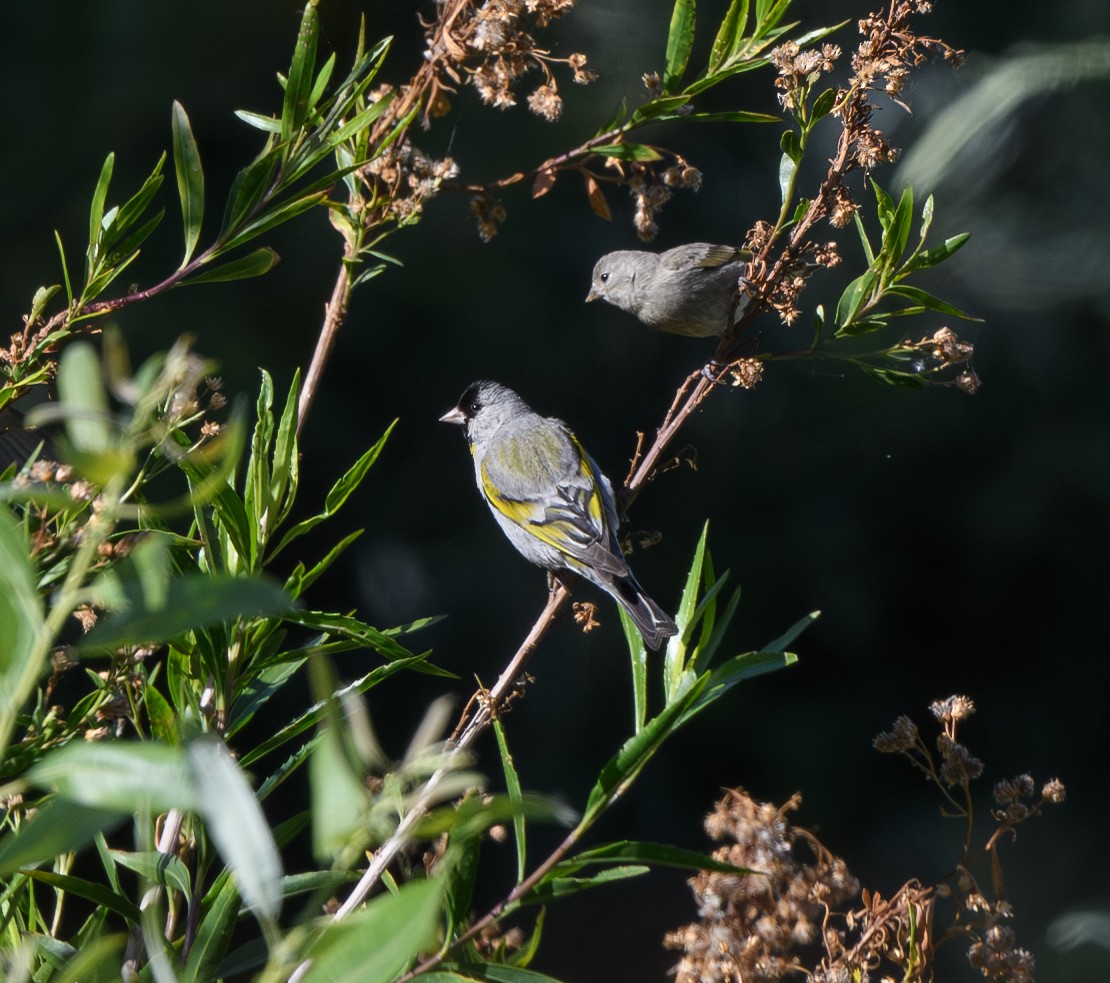 Lawrence's Goldfinch - ML620281701