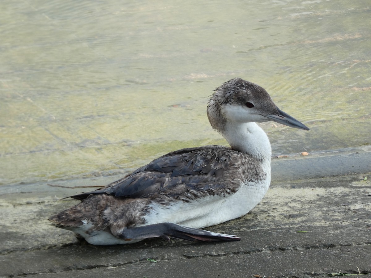 Common Loon - ML620281702