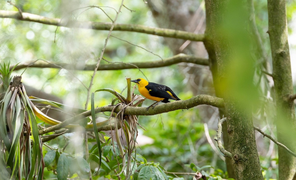 Oriole Blackbird - ML620281704