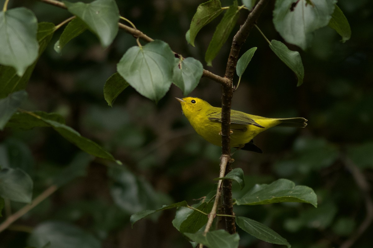 Wilson's Warbler - ML620281707