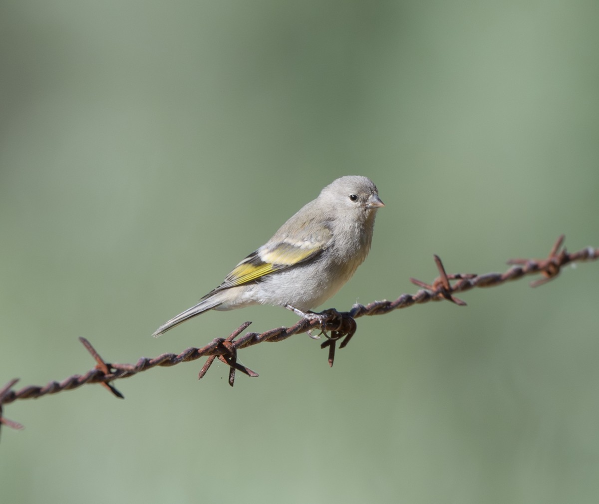 Lawrence's Goldfinch - ML620281710