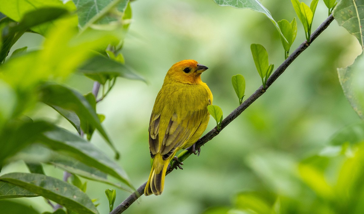 Saffron Finch - ML620281712