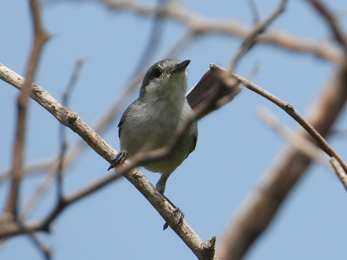 Tropical Gnatcatcher - ML620281713