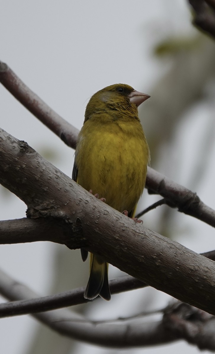 European Greenfinch - ML620281731