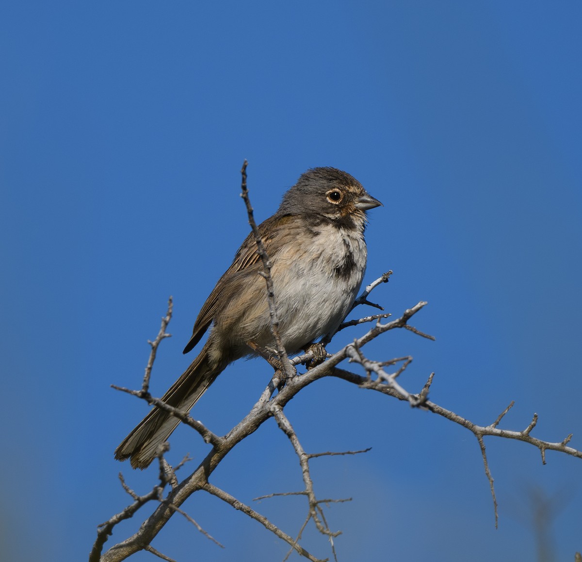 Bell's Sparrow - ML620281733