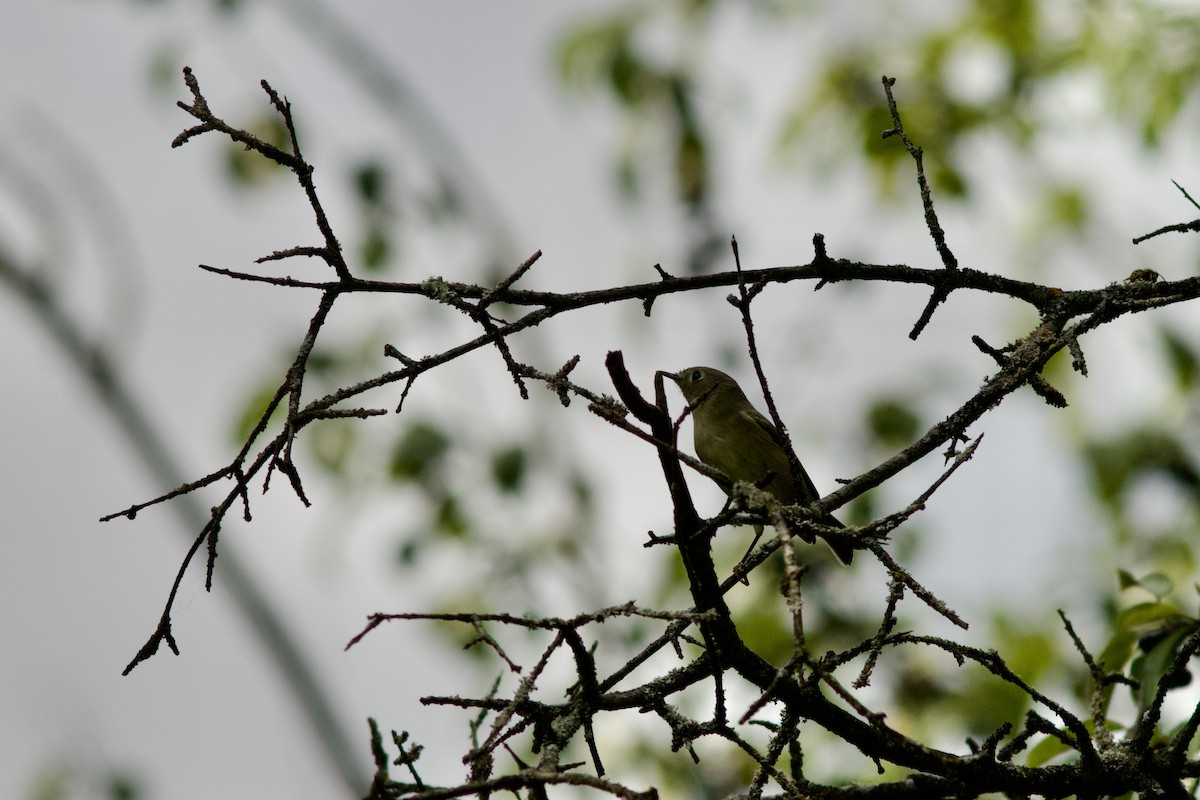 Roitelet à couronne rubis - ML620281734