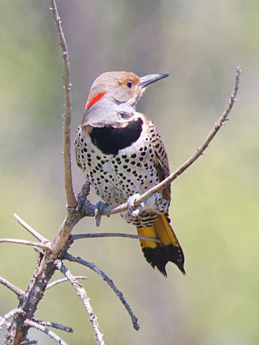 Northern Flicker (Yellow-shafted) - ML620281741