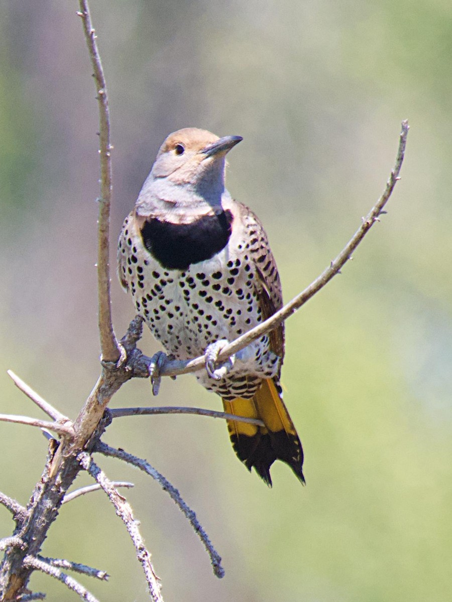 Northern Flicker (Yellow-shafted) - ML620281742