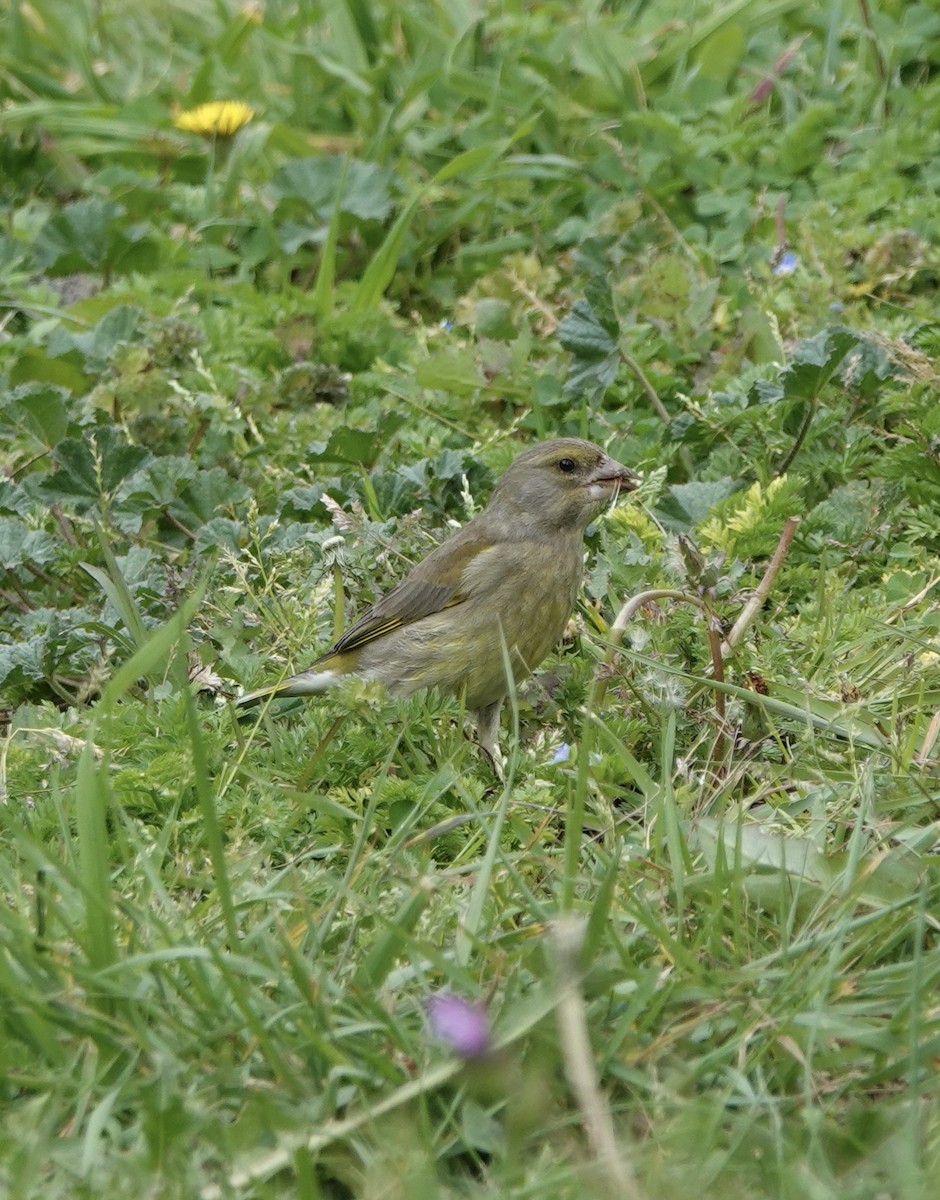 European Greenfinch - ML620281744