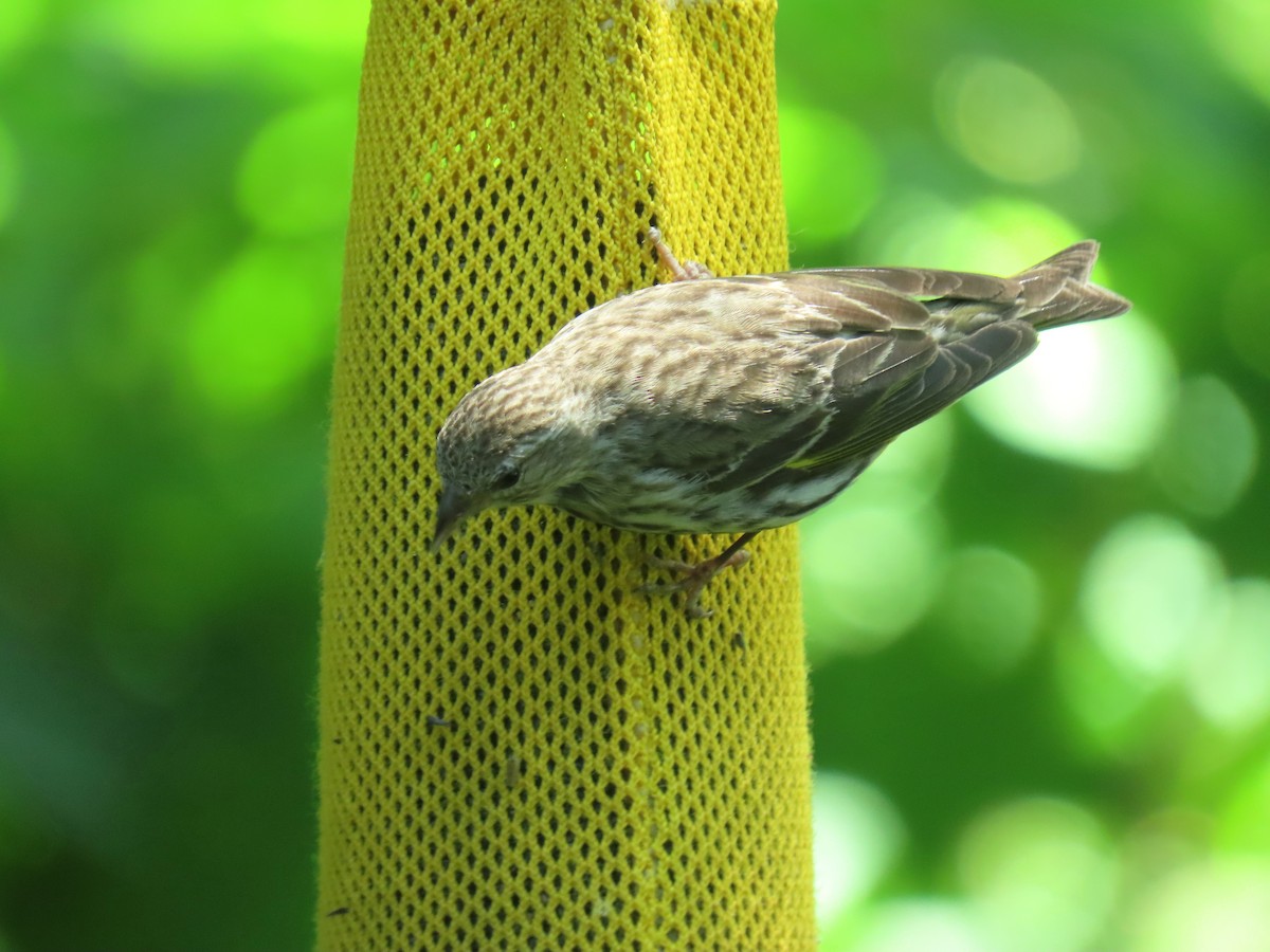 Pine Siskin - ML620281746