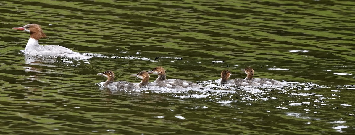 Common Merganser (North American) - ML620281747