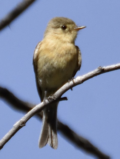 Buff-breasted Flycatcher - ML620281748