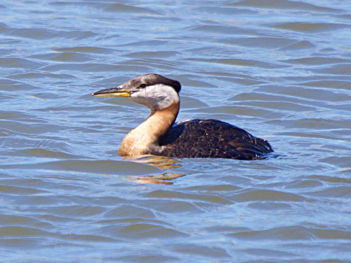Red-necked Grebe - ML620281756