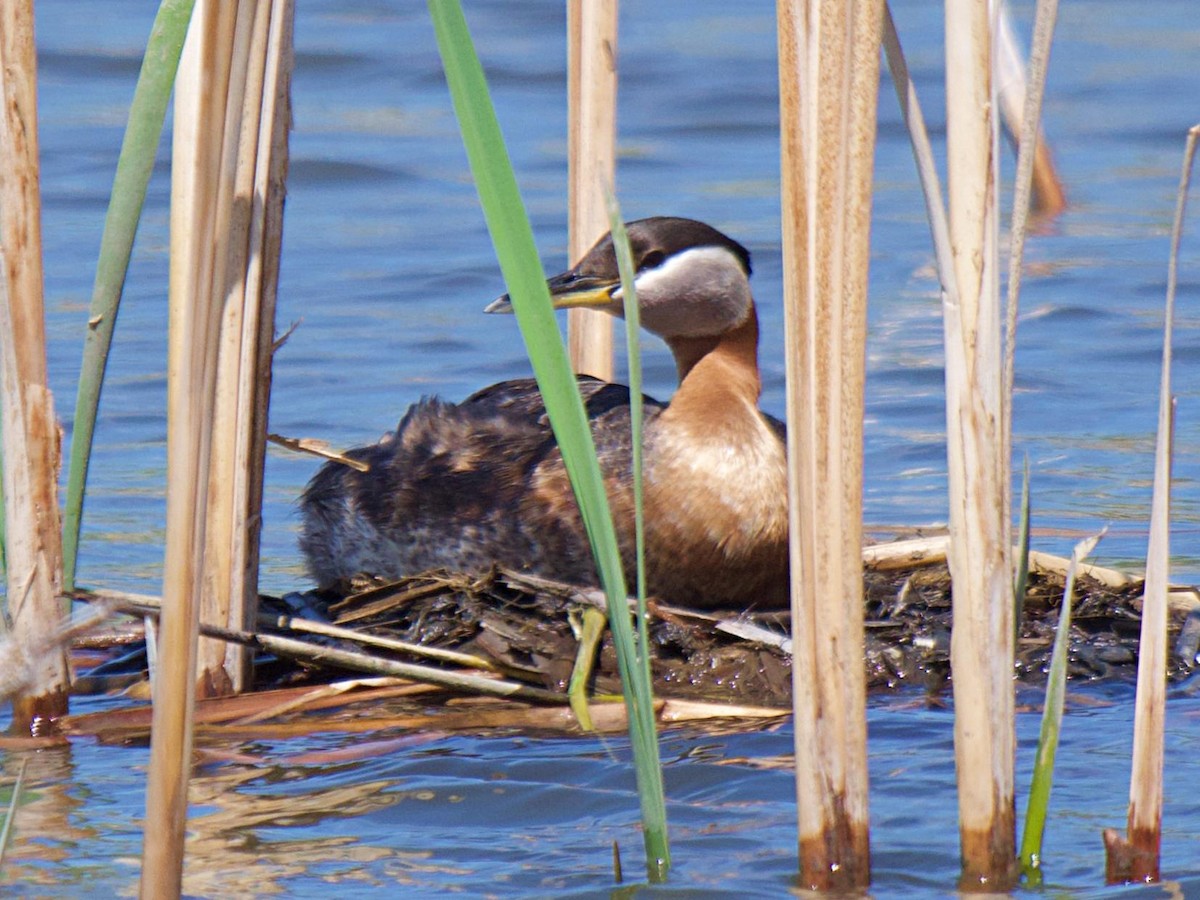 Red-necked Grebe - ML620281757