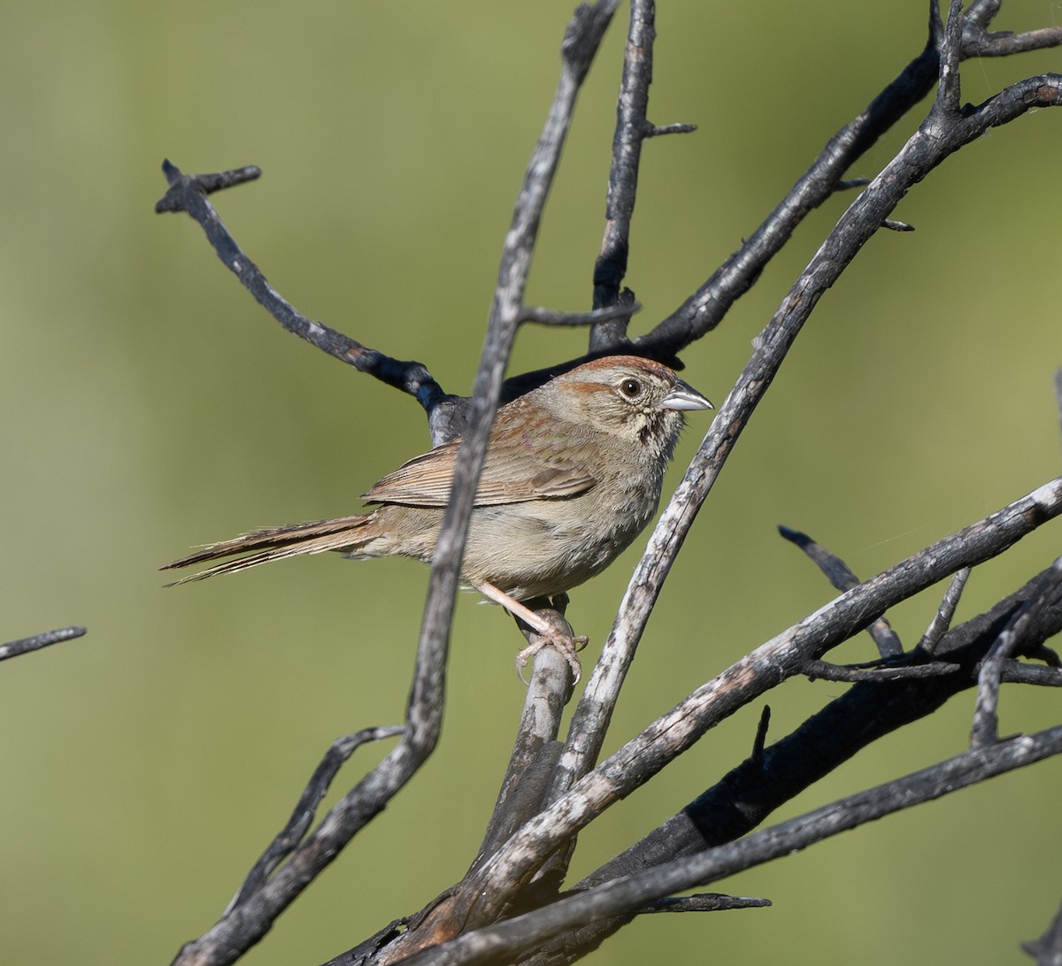 Rufous-crowned Sparrow - Joshua Greenfield