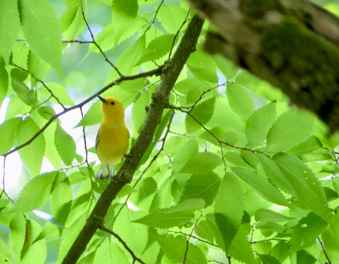 Prothonotary Warbler - ML620281759