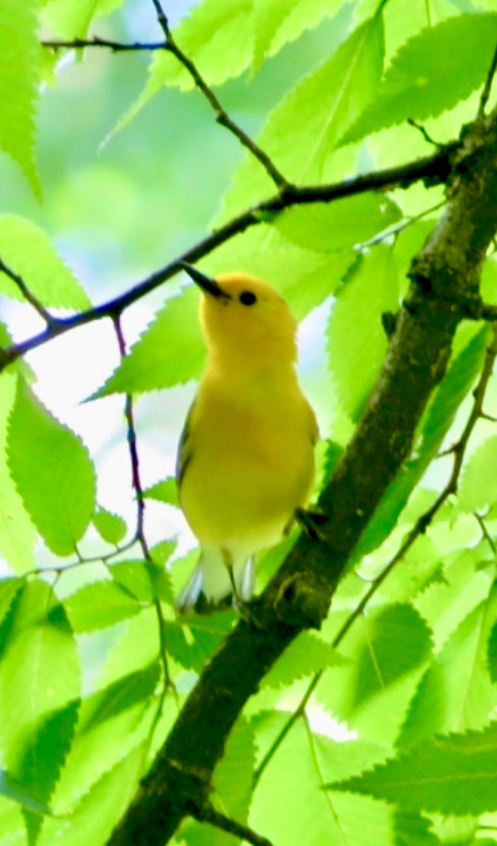 Prothonotary Warbler - ML620281760