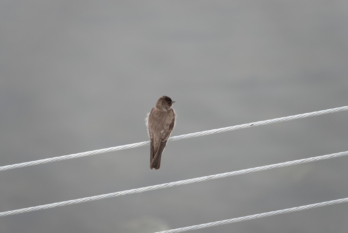 Northern Rough-winged Swallow - ML620281763
