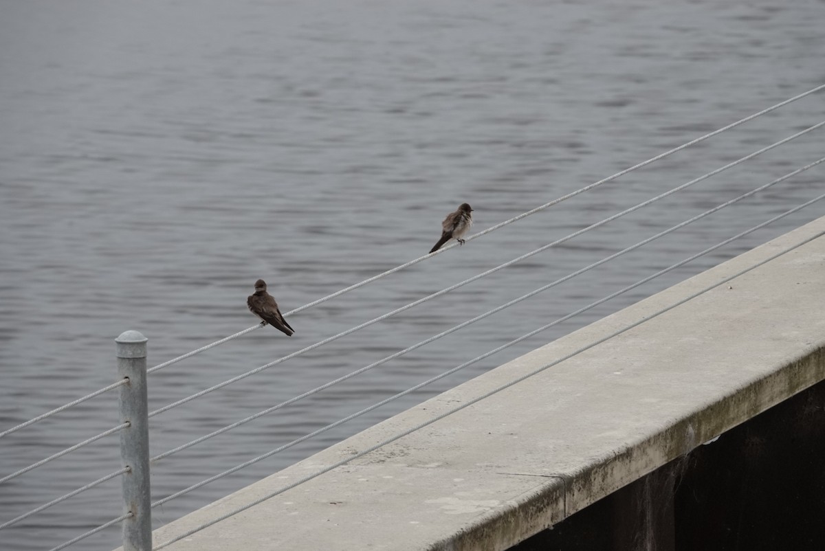 Northern Rough-winged Swallow - ML620281764