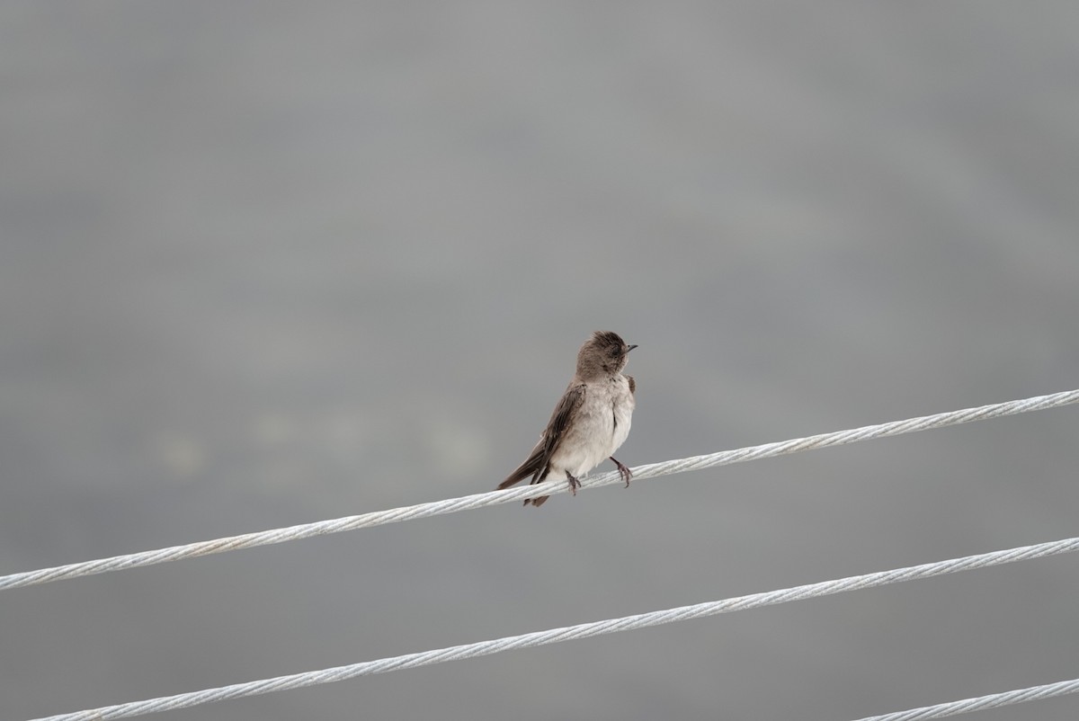 Golondrina Aserrada - ML620281766