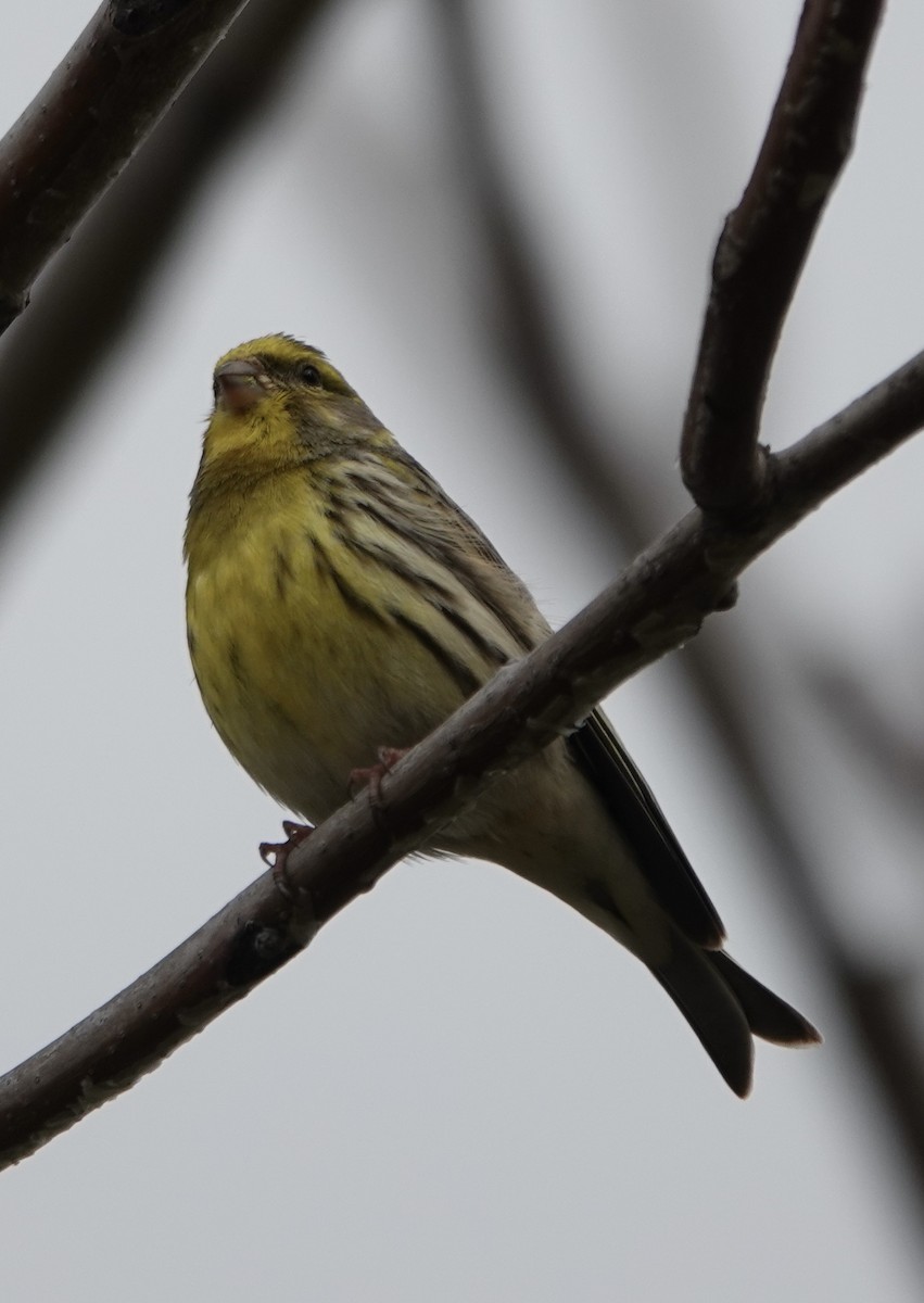 European Serin - ML620281768