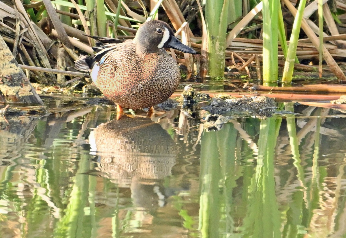 Blue-winged Teal - ML620281770