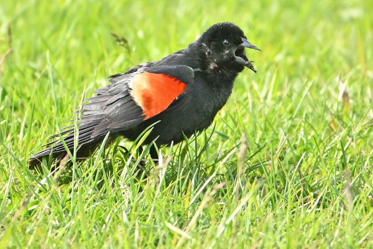 Red-winged Blackbird - ML620281778