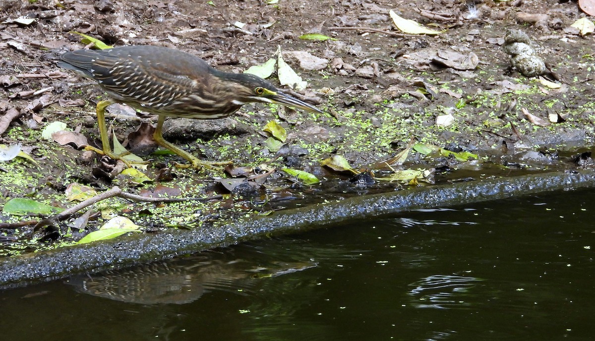 Striated Heron - ML620281781