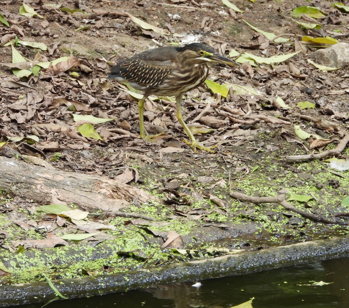 Striated Heron - ML620281782